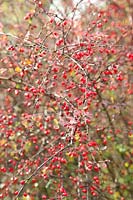 Sorrel en automne, Berberis thunbergii Rose Glow 