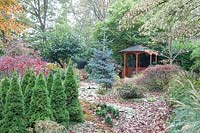 Jardin en novembre avec des épicéas du Pain de Sucre, Picea glauca 