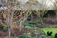 Jardin en février avec hamamélis et perce-neige, Hamamelis intermedia Jelena, Hamamelis intermedia Arnold Promise, Galanthus 