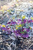 Rose de printemps, Helleborus orientalis Early Purple 