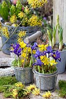 Aconites d'hiver et iris réticulés en pot, Eranthis hyemalis, Iris reticulata Harmony, Hamamelis intermedia Arnold Promise 
