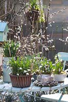 Décoration avec perce-neige et saule, Galanthus, Salix caprea 