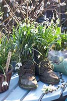 Vieilles chaussures plantées de perce-neige, Galanthus 