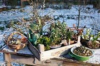 Décoration avec perce-neige et saule, Galanthus, Salix caprea 