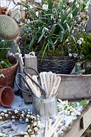 Panneaux de plantes mortes pour perce-neige, Galanthus 