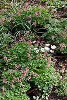 Lit de plantes stinzen, Corydalis solida, Anemone blanda White Splendor 