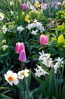 Combinaison de tulipes et de jonquilles, Tulipa, Narcissus triandrus Thalia 