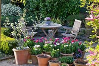 Siège avec tulipes et pommettes en pots, Tulipa, Malus Golden Hornet 