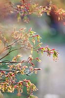 Érable en herbe, Acer palmatum Os kazuki 