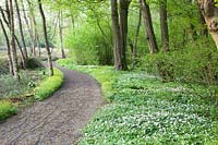 Jac.P.Thijssepark, anémone des bois, Anemone nemorosa 