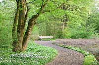 Jac.P.Thijssepark, anémone des bois, Anemone nemorosa 