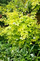 Sureau à feuilles dorées avec houblon doré, Sambucus, Humulus lupulus Aureus 