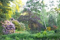 Jardin paysager avec rhododendrons 