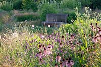 Jardin de vivaces avec Echinacea pallida, Knautia arvensis 