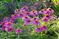 Échinacée pourpre, Echinacea purpurea 