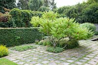 Jardin à la française avec vinaigreier, Rhus typhina 