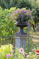 Jardin avec fleurs d'été annuelles et vase avec Scaevola aemula 