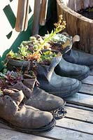 Chaussures plantées de joubarbe, Sempervivum 