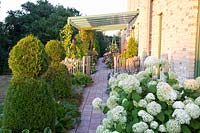 Chemin près de la maison avec des hortensias, Hydrangea arborescens Annabelle 