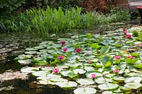 Nénuphars dans l'étang, Nymphaea 