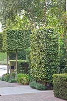 Cubes et brise-vue en charme dans le jardin de devant, Carpinus betulus 