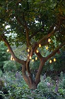 Lanternes dans un magnolia 