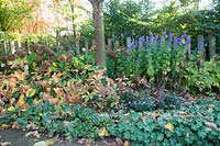 Bordure herbacée en automne, Aconitum, Rodgersia, Alchemilla mollis, Bergenia, Hosta, Hydrangea arborescens Annabelle 