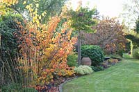Jardin en automne, Hamamelis intermedia Arnold Promise, Liqidambar styrciflua Autumn Color Globe, Molinia cearulea Heidebraut 
