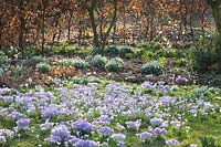 Prairie de crocus et haies de hêtre commun, Crocus tommasinianus, Fagus sylvatica 