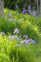 Iris de Sibérie, Iris sibirica 