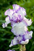 Iris, Iris barbata Cirque d'automne 