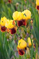 Iris, Iris barbata Rajah Brook 