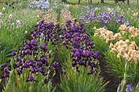 Champ d'iris, Iris barbata 