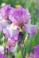 Iris, Iris barbata 