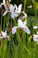 Iris de Sibérie, Iris sibirica, Iris de Sibérie, Iris sibirica 