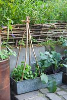 Boîtes d'index en métal recyclé plantées de pois et de chou-rave, Pisum sativum, Brassica oleracea 
