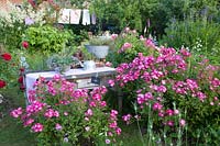 Rosiers arbustifs dans le jardin de la maison de campagne, Rosa Lupo, Rosa Deep Impression, Rosa Leonardo da Vinci 