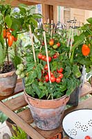 Tomates et poivrons en serre, Capsicum annuum, Solanum lycopersicum 