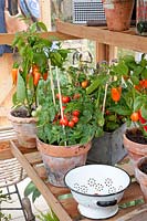 Tomates et poivrons en serre, Capsicum annuum, Solanum lycopersicum 