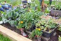 Légumes et fraises dans des jardinières recyclées 
