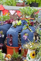Jeans planté de laitue et de fleurs 