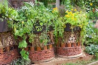 Hôtel à insectes avec tomates, capucines et herbes, Solanum lycopersicum, Tropaeolum majus 