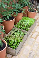 Tomates, jeunes plants de laitue et betterave rouge, Solanum lycopersicum, Lactuca sativa, Beta vulgaris 