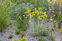 Jardin de gravier, Dianthus carthusianorum, Artemisia 