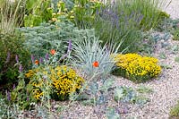 Jardin de gravier, Santolina, Château d'Artemisia Powis, Nepeta tuberosa, Phlomis russeliana, Elymus magellanicus 