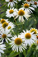 Échinacée pourpre blanche, Echinacea purpurea Feeling White 