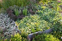 Lit d'herbes aromatiques, Salvia officinalis Icterina, Salvia officinalis Tricolor, Salvia officinalis Fortado,Origanum vulgare Aureum,Thymus vulgare 
