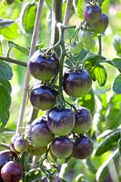 Tomates, Solanum lycopersicum Indigo Rose 