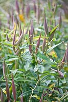 Têtes de graines d'asclépiade, Asclepias tuberosa 