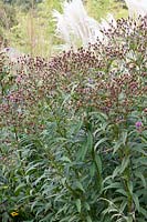 Graines de faux aster, Vernonia crinita 